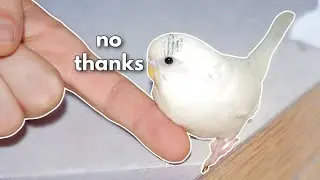 MY BUDGIE WON'T STEP UP!!!! Help?!