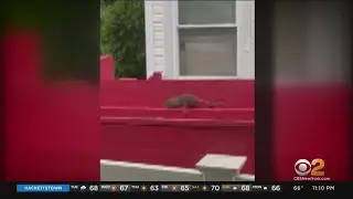 Staten Island Community Says Hundreds Of Rats Are Plaguing Neighbor's Home