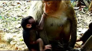 Million sad! Baby Toni cry hug mom hand asked milk / Baby needs mom closely hog and hungry milk