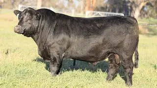 Lot 17 U401 at 18mo