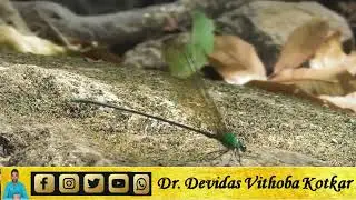 Damselflies&nbsp;are&nbsp;flying insects&nbsp;of the suborder&nbsp;Zygoptera&nbsp;in the order&nbsp;Odonata (2)