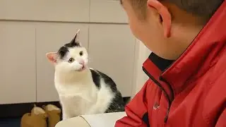 Why Are Animals So WEIRD & DRAMATIC? 😂 Funny Animal Video 2026