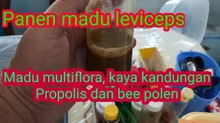 Panen Leviceps