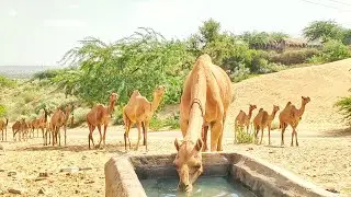 Camels Drinks Water || Thirsty Camels || Sand Dunes ||