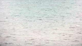 Leach's Storm Petrel (Wellenl&auml;ufer), Camperduin (Netherlands), 14-09-25