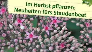 Ungew&ouml;hnliche Stauden f&uuml;r Beet und Balkon | MDR Garten | MDR