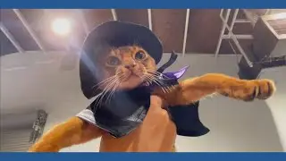 Costume contest steals the spotlight at Dixon cat show