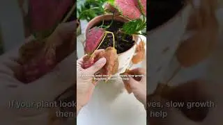 Does your houseplant need foliar feeding? #houseplants #plants #plantcare #fertilizer