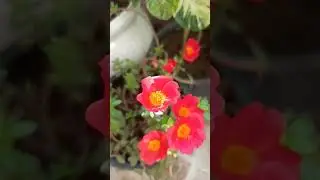 Saste paudhe(Parsulane flowering plant) #shorts#viral#youtubeshorts#trending