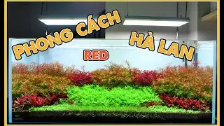 [SETUP] Bể 120Cm phong cách Hà Lan đỏ rực sắc màu