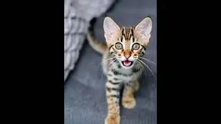 Adorable Baby Kitten With Big Eyes 😻 | Cutest Kitten Ever! 🐱✨ Tiny Spotted Cat Melts Hearts ep1