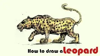 Wild Animal Drawing | How to Draw a Leopard | Leopard Rapid Sketch
