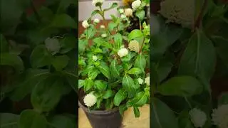 🌱Gomphrena flower care and tips 🌱👌🥰#plants #flower #garden #shorts #new #nature #viralvideo