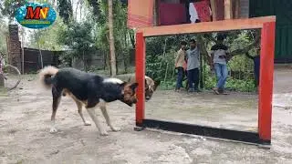 Prank Dog commedy new 2024 Funnyvideo Dog commedy madheshi namuna