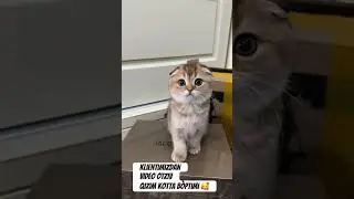 Otziv🥰 #cat #mushukchalar #catlover #mushik #funny #mushuklar #love #mushak #animals #mushkal