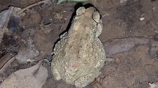 Funny Toad night Life find insect 🐝🦋#love #love #wildlife #funny