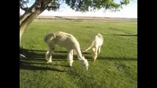 Alpacas eating crab apples