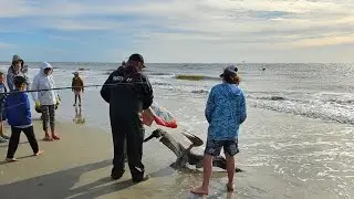 Tragedy averted! Thankfully he and everyone else ended up unharmed @surfhippiephishing1995 #salt
