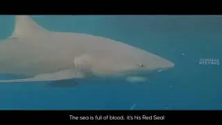 NTR fans celebrations with real Shark #devara #trending #movie