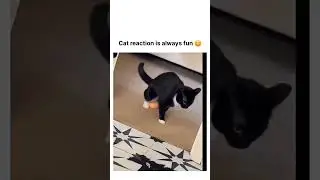 Cat Reaction 😂😺 | Funniest Thing Ever #shorts
