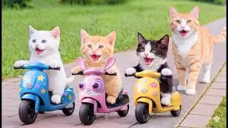 Mama Cat Trims Fur on the Farm and Makes Tiger Hat For Kittens At Home🐾🎩🐯
