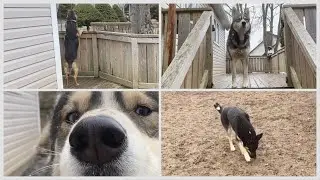 Dog's Senses: Hearing, Sight, Smell, Touch And Taste