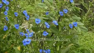 Commelina tuberosa flourishes in monsoon rains in the western Himalaya, despite not being endemic