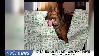 Medford Police K9 Bruno has fun with wrapping paper trend