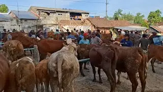HARGA TURUN HARGA MURAH‼️UPDATE HARGA SAPI BETINA TANEN || PASAR SAPI TERTEK PARE KEDIRI |