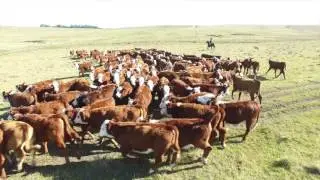Creep Feeding (1 de 5): impacto económico. Fororural.com