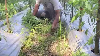 Strong Farmer Hand Weeding Crops for Healthy Growth #RuralAgriculture #TraditionalFarming
