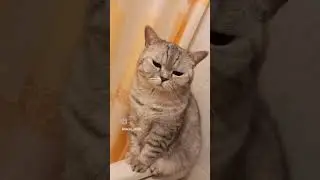 #кот #кошки #кошка