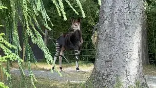 Okapi. A Rare Animal Found in Northeast Democratic of Congo