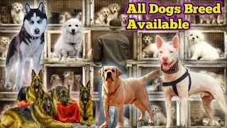 Kuhati gultair - Siberian husky - Russian - German Shepherd - Dog market in Pakistan