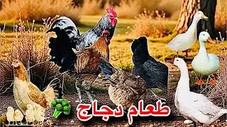 هل فعلاً الدجاج يحب الخضرة؟ شوفوا ردة فعلهم 😂🥦