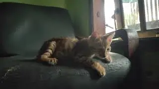 just seeing them healthy makes me happy.#cat #bengal #kitten #kucing #bengals 