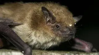 Neat and Nocturnal: Big Brown Bat 🦇 #bats