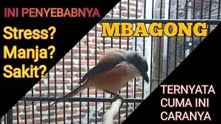 AMPUHHH!! Cara Mengatasi Cendet Mbagong / Mbalon / Nggembung