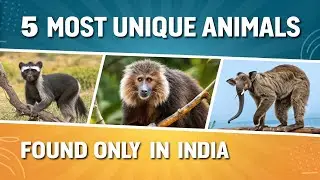 5 Most Unique Animals Found Only in India (Number 1 is Majestic!)