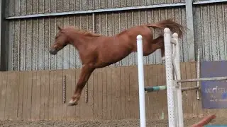 JADE - 3yrs Irish Sport Horse - I'm Special De Muze X Ars Vivendi 