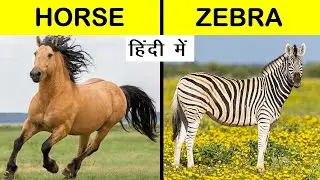 Horse🐎 Vs Zebra 🦓 Comparison in Hindi घोड़ा Vs ज़ेबरा तुलना #youtubeshorts #ytshorts #short #shorts