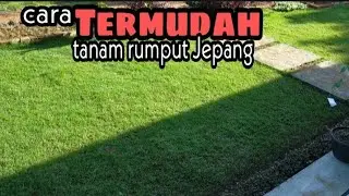 Cara tanam rumput Jepang | Termudah