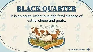 Black Quarter (Black Leg) in Cattle: Symptoms, Treatment & Prevention | Vet Disease Brief