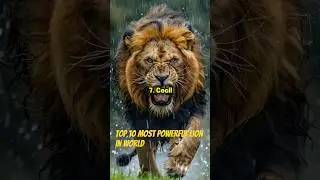 Top 10 Powerful Lions in the World🦁#shorts #lion #lions #animals #facts #wildlife #animalkingdom