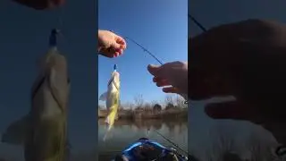 Full video available in comments #fishing #adventure #explore #outdoors #kayakfishing #vibekayaks