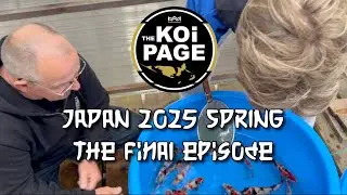 TheKoiPage | Japan Spring 2025 Final Episode | IJKS & New Auction |