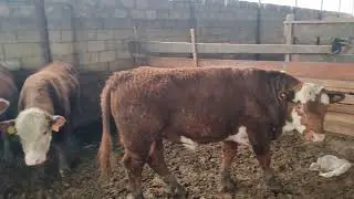 051_070(888-82-81).  3-Baş Temiz Cins 10-12 Aylig Erkek Danalardi, Diri &Ccedil;əkileri 500-600 KQ