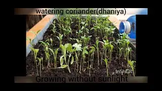 watering coriander(dhaniya) | coriander (dhaniya) hydroponically | growing without sun light