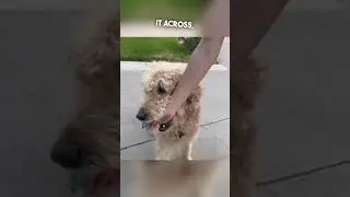 Эта собака помогает людям переходить улицу 👏