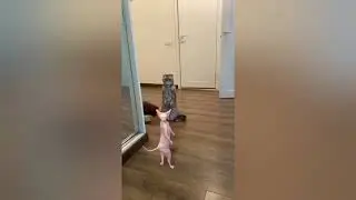 Funny Moments Human and Animals Fails 2021  Weee